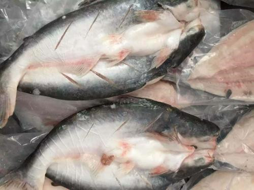 越南巴沙鱼进口报关代理