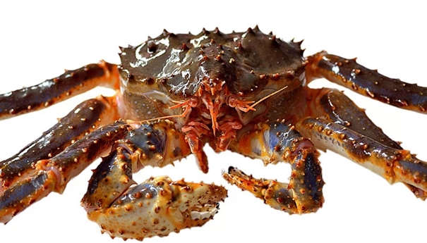 1625656581927641.jpg 帝王蟹进口清关_副本.jpg