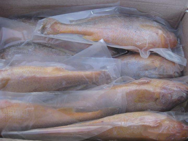 进口韩国海鲜报关 进口韩国海鲜报关