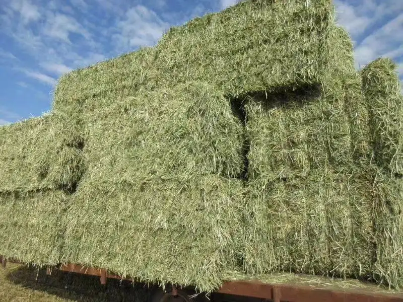 1652870373784806.png 大连苜蓿草进口清关.png