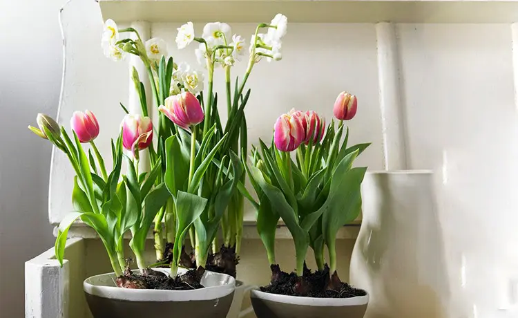 1662626106766805.png 盆栽植物进口报关公司.png