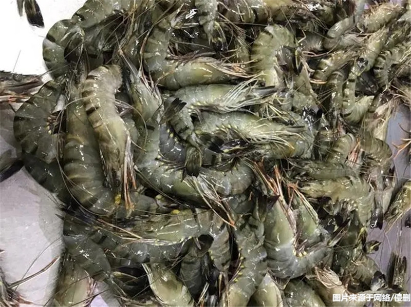 缅甸冷冻黑虎虾进口报关流程