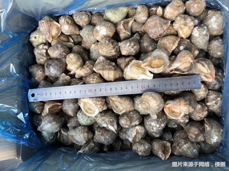 1681468539107838.jpg 广州报关冷冻海螺肉进口.jpg