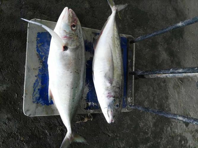越南冷冻鱼进口报关流程