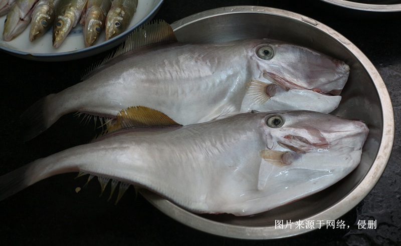 马来西亚冷冻鱼进口报关费用