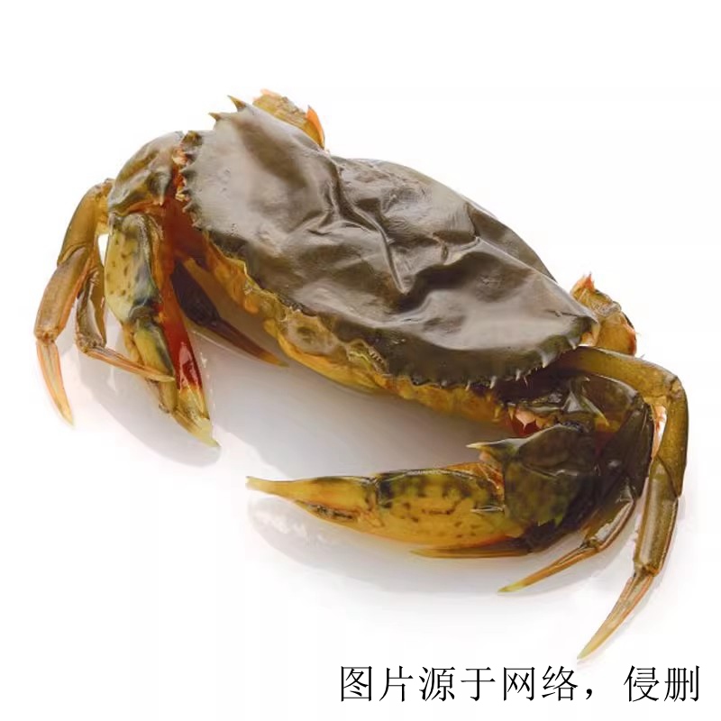 马来西亚青蟹进口清关流程